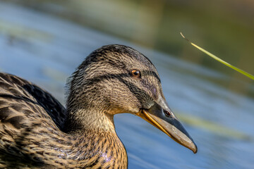 A female mallard duck swimming in a pond in Lithuania at a sunny day in summer.