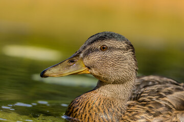 A female mallard duck swimming in a pond in Lithuania at a sunny day in summer.