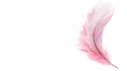feather on a white transparent background