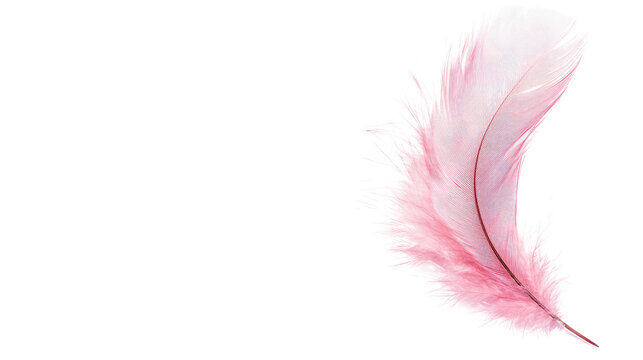 Fototapeta feather on a white transparent background
