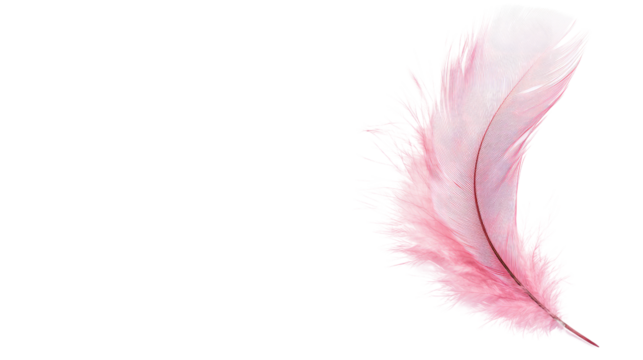 feather on a white transparent background