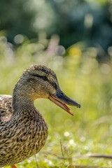 A female mallard duck walking next to a pond in Lithuania at a sunny day in summer.