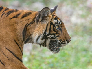 Tiger headshot, Panthera tigris, Ranthambhore, Rajasthan, India