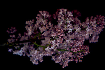a bouquet of lilacs in a crystal vase in the interior