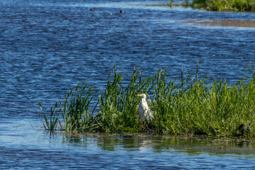 A great egret standing on a wet meadow at a little pond next to Vilnius in Lithuania at a sunny day in summer.