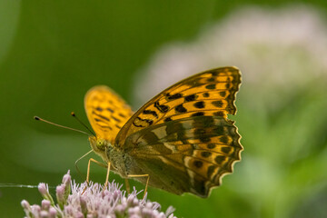 A very small brown beautiful butterfly sitting on a leaf in a meadow at a sunny and bright day in summer.