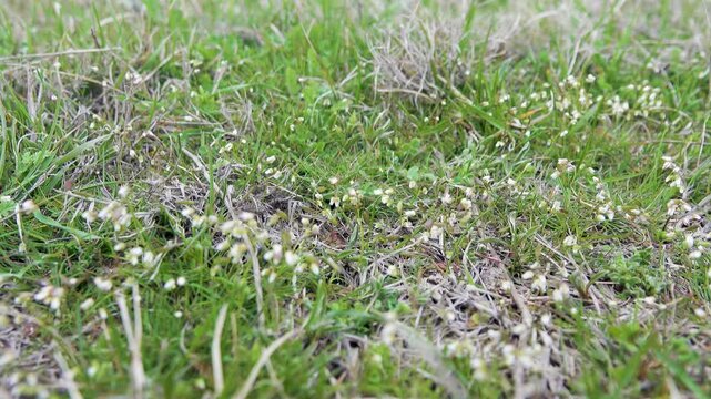 Plant ecology. Whiteblow (Draba verna), seaside, February-march. Real dwarf plant, short stem, small closed flowers. Dwarfism is fixed at genetic level in frigid climate. Anti-wind protection. Crimea