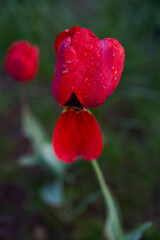 red wilting tulips covered with water drops after rain