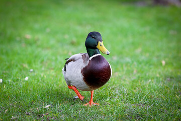 Duck walking on green grass.walk in city