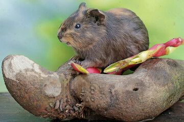 An adult guinea pig is eating wild banana flower arrangements that have fallen to the ground. This rodent mammal has the scientific name Cavia porcellus.