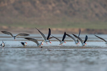 Skimmers in Flight, Tern-like birds in the family Laridae. Chambal River, Rajasthan, India © RealityImages