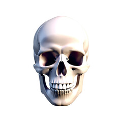 Fototapeta premium human skull illustration