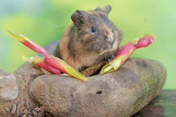 An adult guinea pig is eating wild banana flower arrangements that have fallen to the ground. This rodent mammal has the scientific name Cavia porcellus.