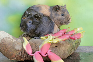 A pair of guinea pigs are eating wild banana flower arrangements that have fallen to the ground. This rodent mammal has the scientific name Cavia porcellus.
