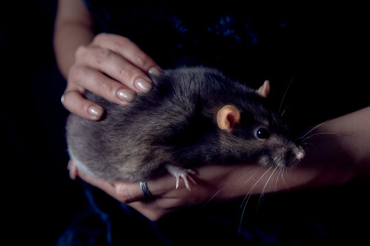 a berkshire standard rat cuddles with its owner