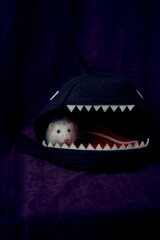  husky dumbo rat is hiding in the shark's bed house