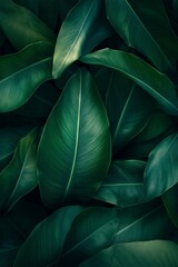 A close up of a leafy green plant with a wet, shiny appearance. The leaves are arranged in a way that creates a sense of depth and texture. The image conveys a feeling of freshness and vitality