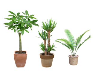 観葉植物　パキラ ユッカ ソテツ