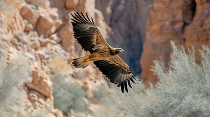 Obraz premium A majestic eagle soars gracefully through the canyon, showcasing its powerful wings and stunning plumage against the rocky backdrop.