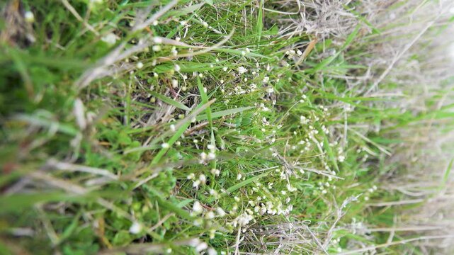 Plant ecology. Whiteblow (Draba verna), seaside, February-march. Real dwarf plant, short stem, small closed flowers. Dwarfism is fixed at genetic level in frigid climate. Anti-wind protection. Crimea