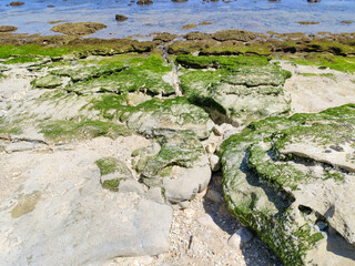 The texture of the green moss on the shoreline.