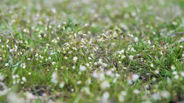 Plant ecology. Whiteblow (Draba verna), seaside, February-march. Real dwarf plant, short stem, small closed flowers. Dwarfism is fixed at genetic level in frigid climate. Anti-wind protection. Crimea