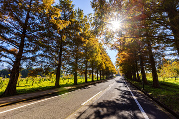 滋賀県　紅葉したメタセコイア並木
