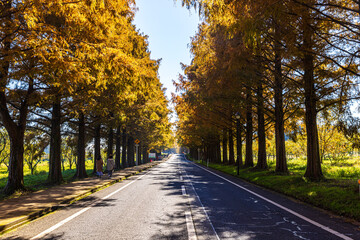 滋賀県　紅葉したメタセコイア並木
