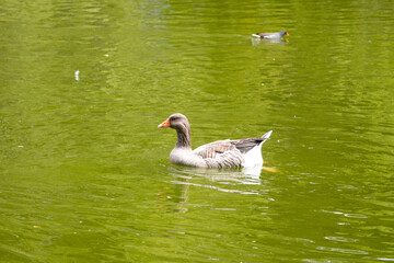 duck, bird, water, nature, wildlife, lake, animal, pond, swimming, wild, 