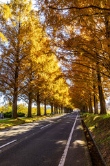 滋賀県　紅葉したメタセコイア並木
