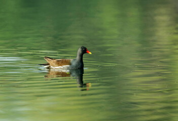 Common Moorhen, Gallinula chloropus,  Bharatpur, Rajasthan, India