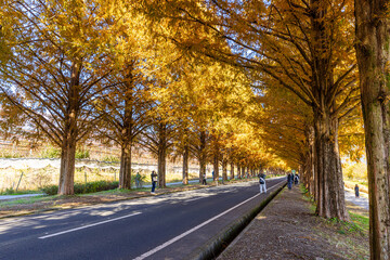 Fototapeta premium 滋賀県 紅葉したメタセコイア並木 