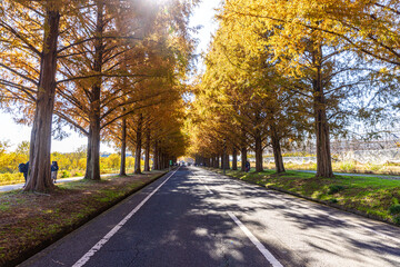 滋賀県　紅葉したメタセコイア並木
