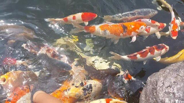 A group of koi fish with various colors, including the amur carp (Cyprinus rubrofuscus) which has an attractive and docile ornament, usually kept for beauty and good luck indoors and outdoors