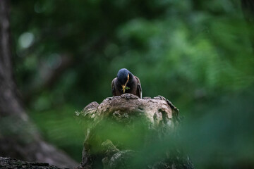 Common myna, Acridotheres tristis, with prey in beak, perching on a tree branch in forest park, a...