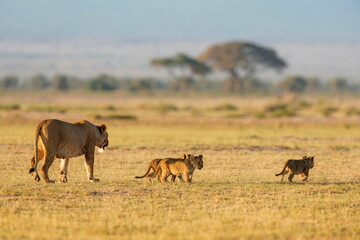 Lioness with 3 cubs, Amboseli, Kenya, Africa