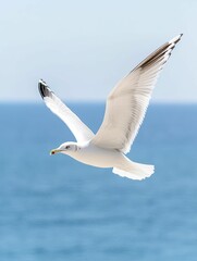 Naklejka premium Graceful Bird in Flight Over Serene Ocean Waters, Capturing the Essence of Freedom and Natural Beauty Against a Stunning Seascape Horizon