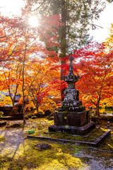 Fototapeta premium 滋賀県 永源寺の紅葉 