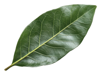 PNG Fresh green bay leaf isolated on white background