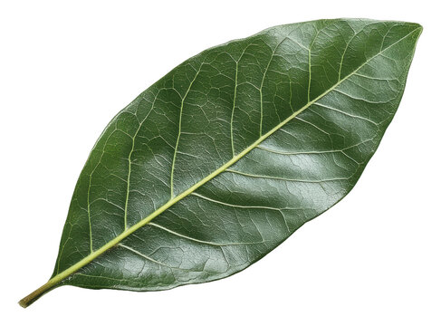 PNG Fresh green bay leaf isolated on white background
