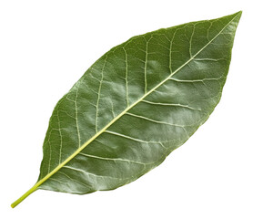 Obraz premium PNG Fresh bay leaf placed on a white background