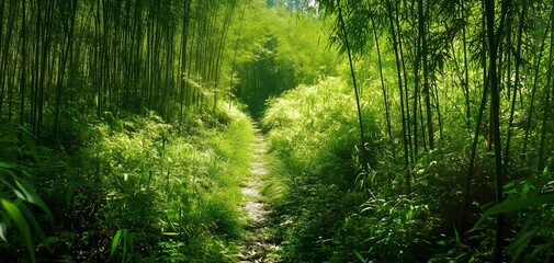 Obraz premium A tranquil path winding through a lush green forest, surrounded by vibrant bamboo and dense foliage.