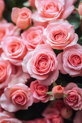 Fototapeta premium Pink rose bouquet with green leaves
