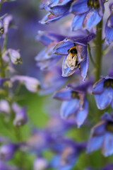 BUMBLE BEE ON FLOWER

