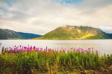 Flowers on the fjord shore. Mountain landscape. Beautiful wild nature of Norway. Senja island
