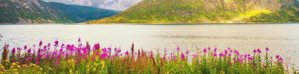 Fotobehang Slaapkamer Flowers on the fjord shore. Mountain landscape. Beautiful wild nature of Norway. Senja island. Horizontal banner  © vvvita