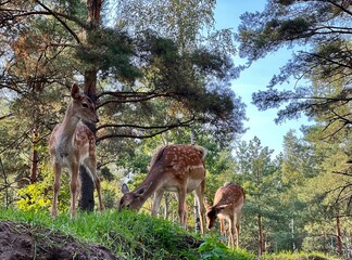 young red deer speckled in the forest on a walk in the rays of the sun in the clearing walk and eat authentically ecologically in the park 
