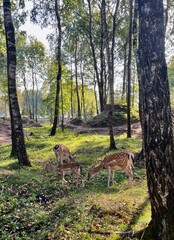 young red deer speckled in the forest on a walk in the rays of the sun in the clearing walk and eat authentically ecologically in the park 