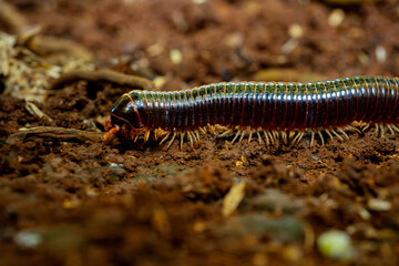 Big tropical asian black milipede (Diplopoda), usually called luwing by the indonesians. it is crawling on red soil with many decaying leaves and fruits. Natural background