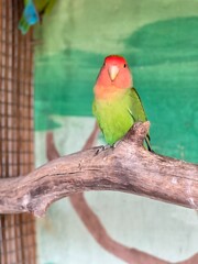 green lovebirds with pink cheeks in a cage at the zoo